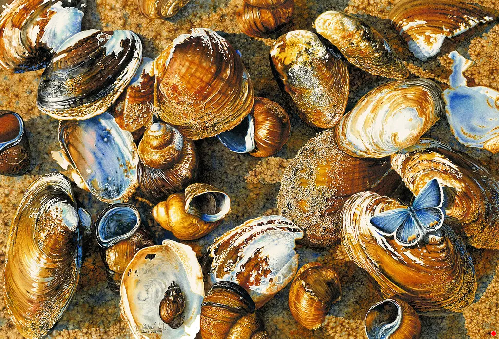 Shells In Sand